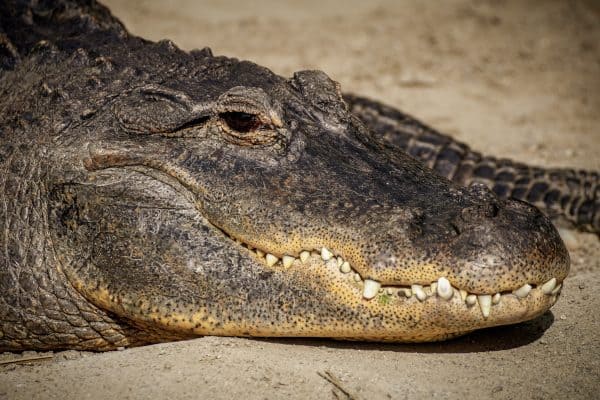 What Does Dreaming About Alligators Mean?
