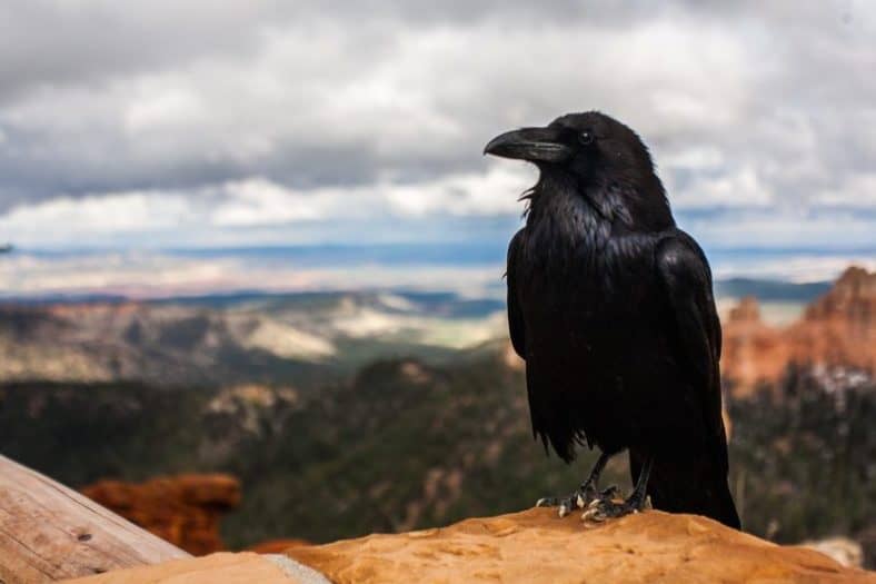 Black Crow Represents Death
