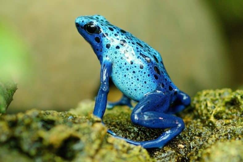 Blue Frog with Spots