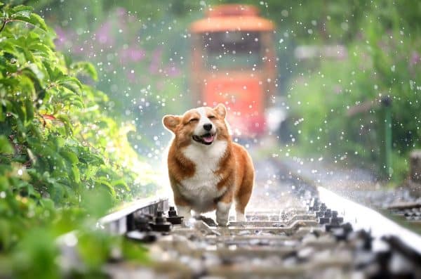 Corgi on the Tracks