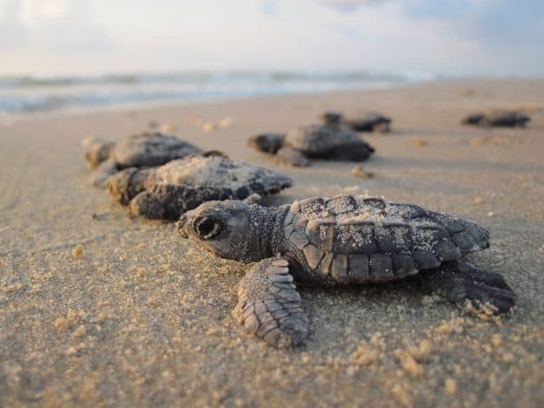 Hatchlings on the Beach