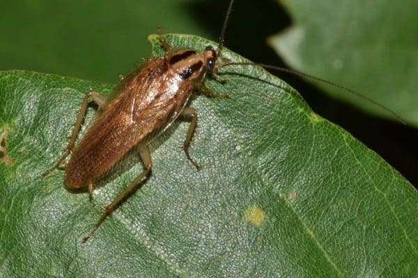 Roach on a Leaf