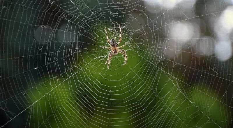 Wat betekent het om over spinnen te dromen?