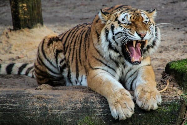 Tiger Baring its Teeth