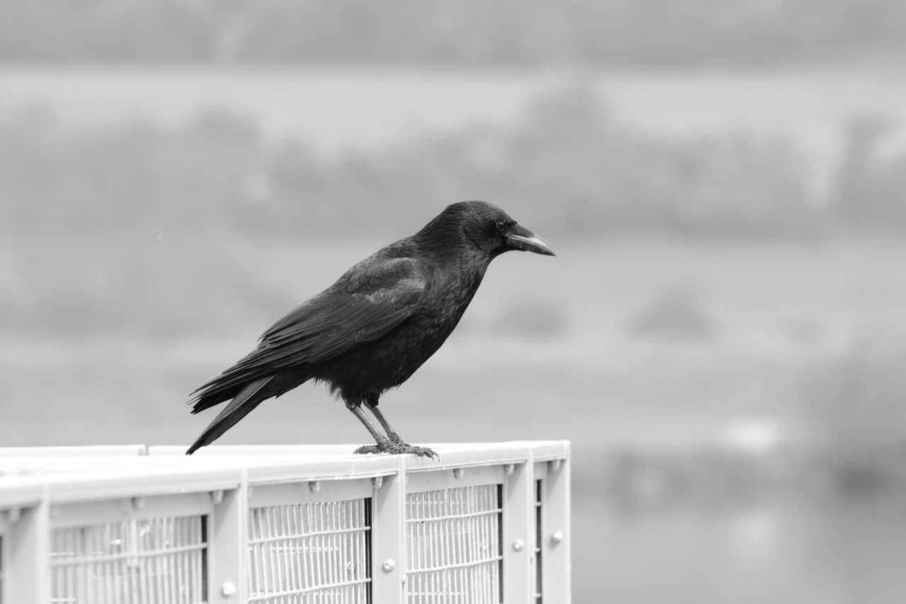 a single crow