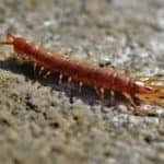 What Does It Mean When You Dream About Centipedes?