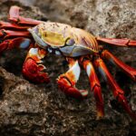 crabs
