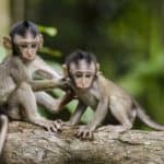 What Does it Mean When You Dream About Monkeys?