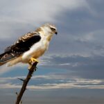 hawk