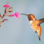 Wat betekent het als je droomt over een kolibrie?