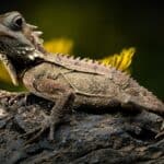 What Does It Mean When You Dream About Lizards? A Dream Interpretation Guide