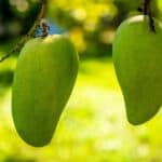 What Does It Mean When You Dream About Mangoes? An Interpretation Guide