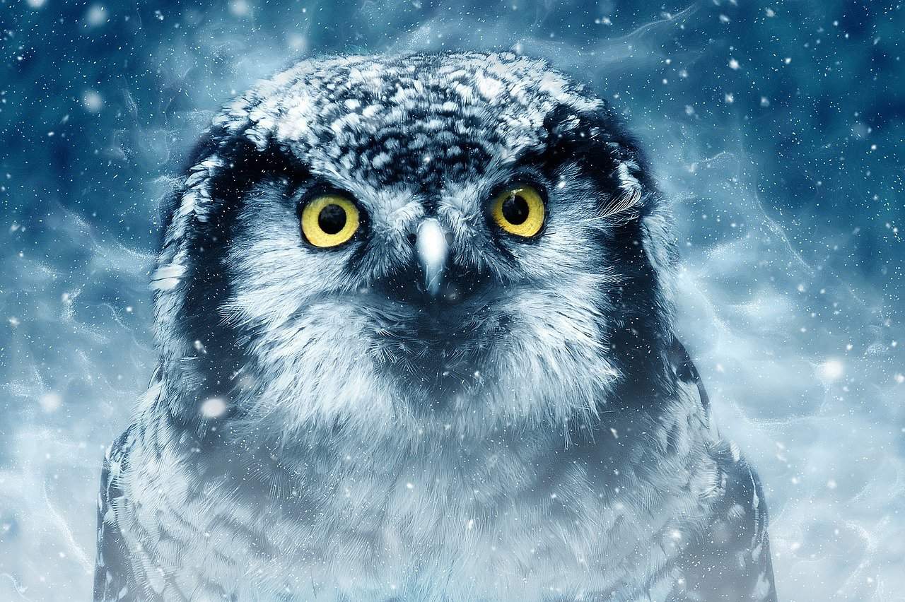 owl dream