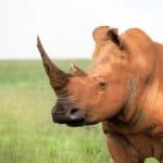 What Does It Mean When You Dream About Rhinos?