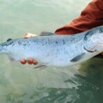 salmon