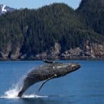 Wat betekent het als je walvissen in je droom ziet?