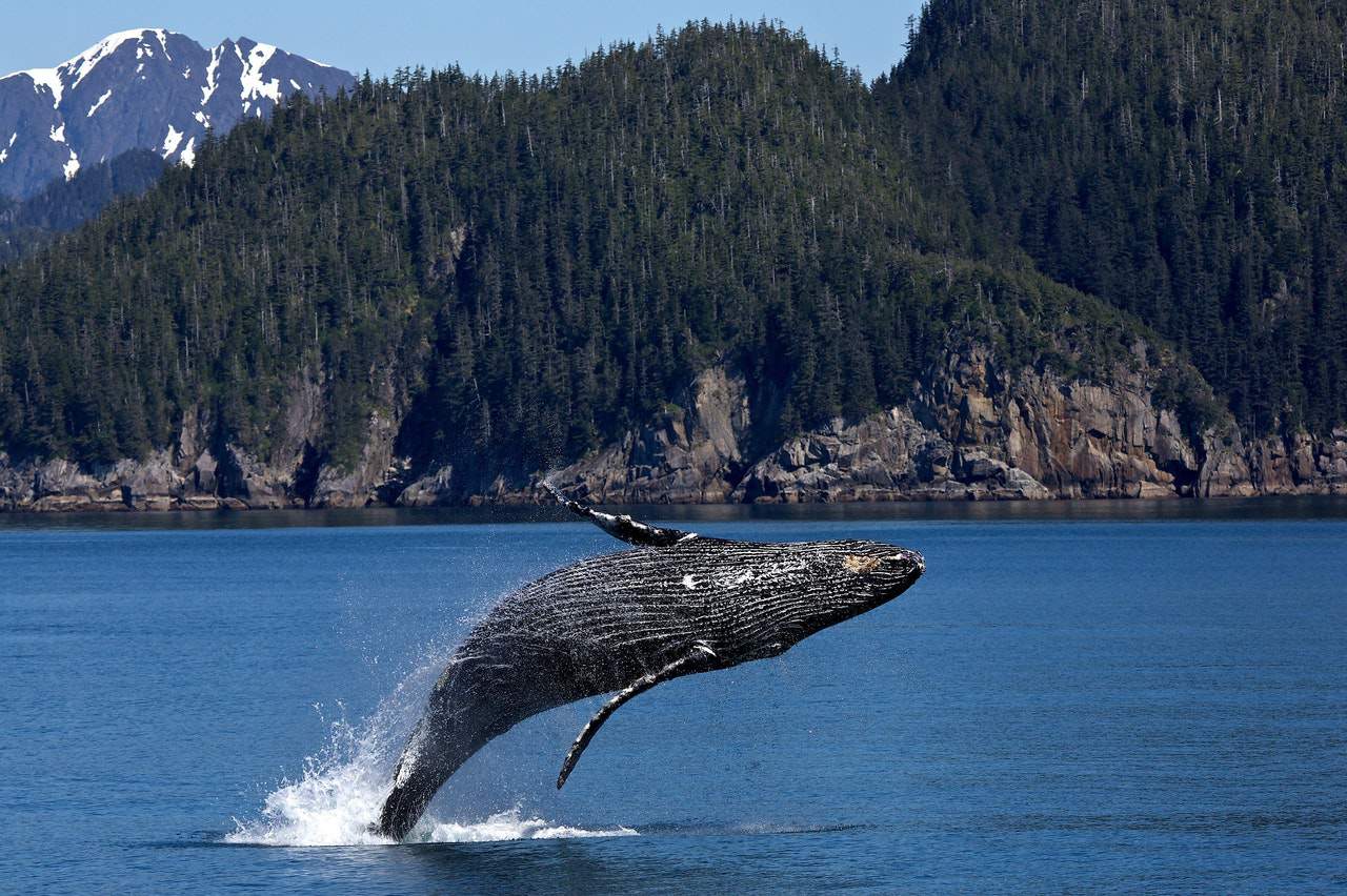 whale jumping out of water