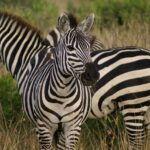 zebra